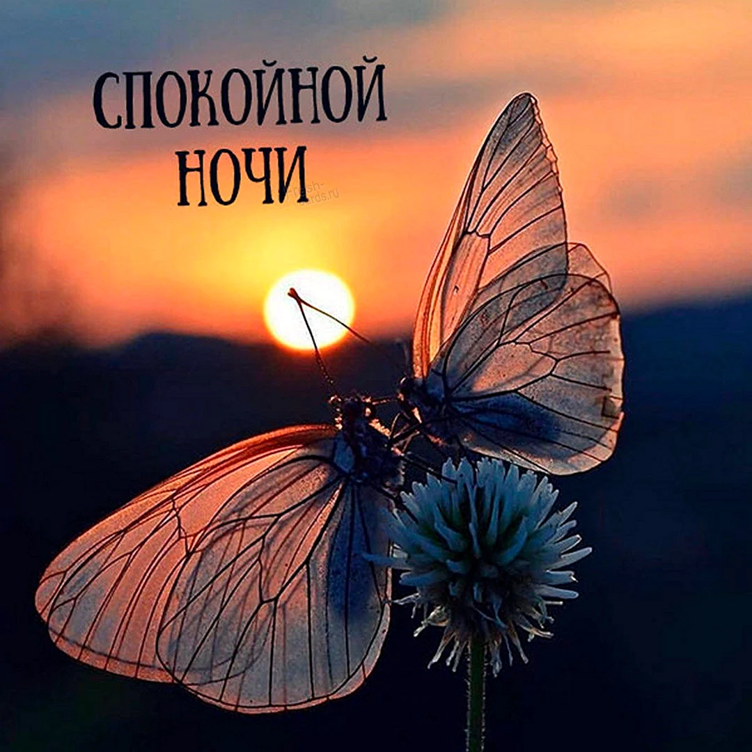 Бабочка на рассвете