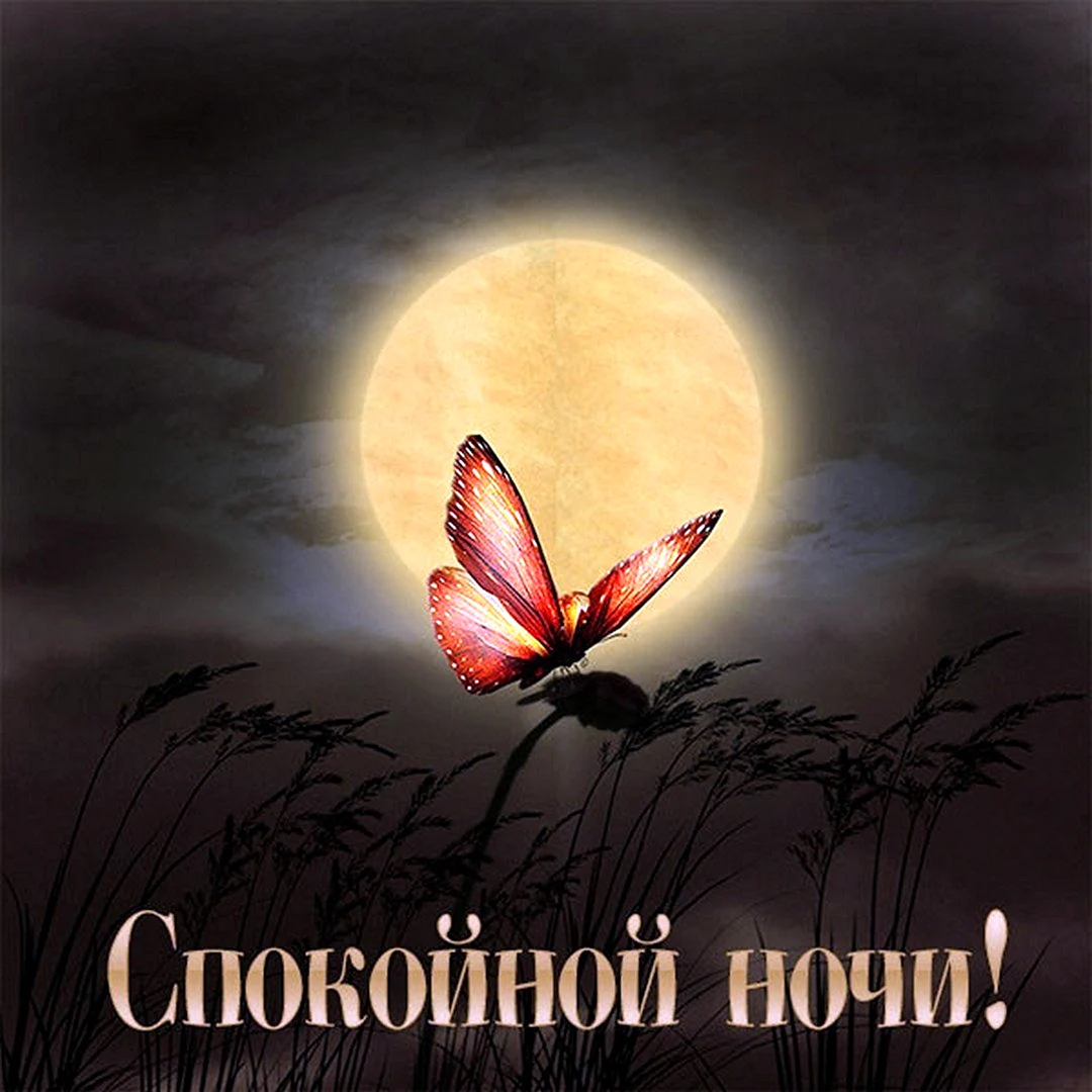 Бабочки ночью