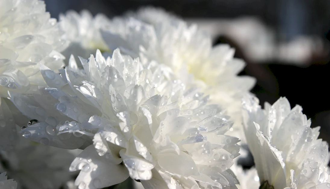 Белые хризантемы Одинцов