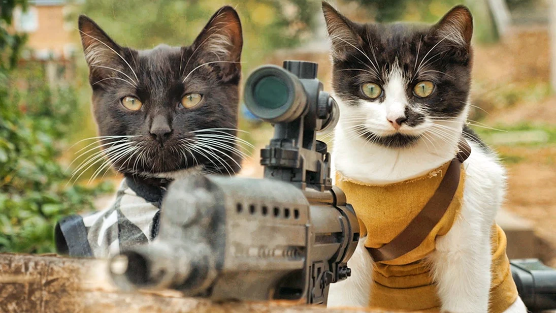 Боевые коты