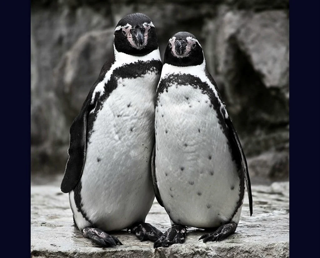 Черноногий Пингвин
