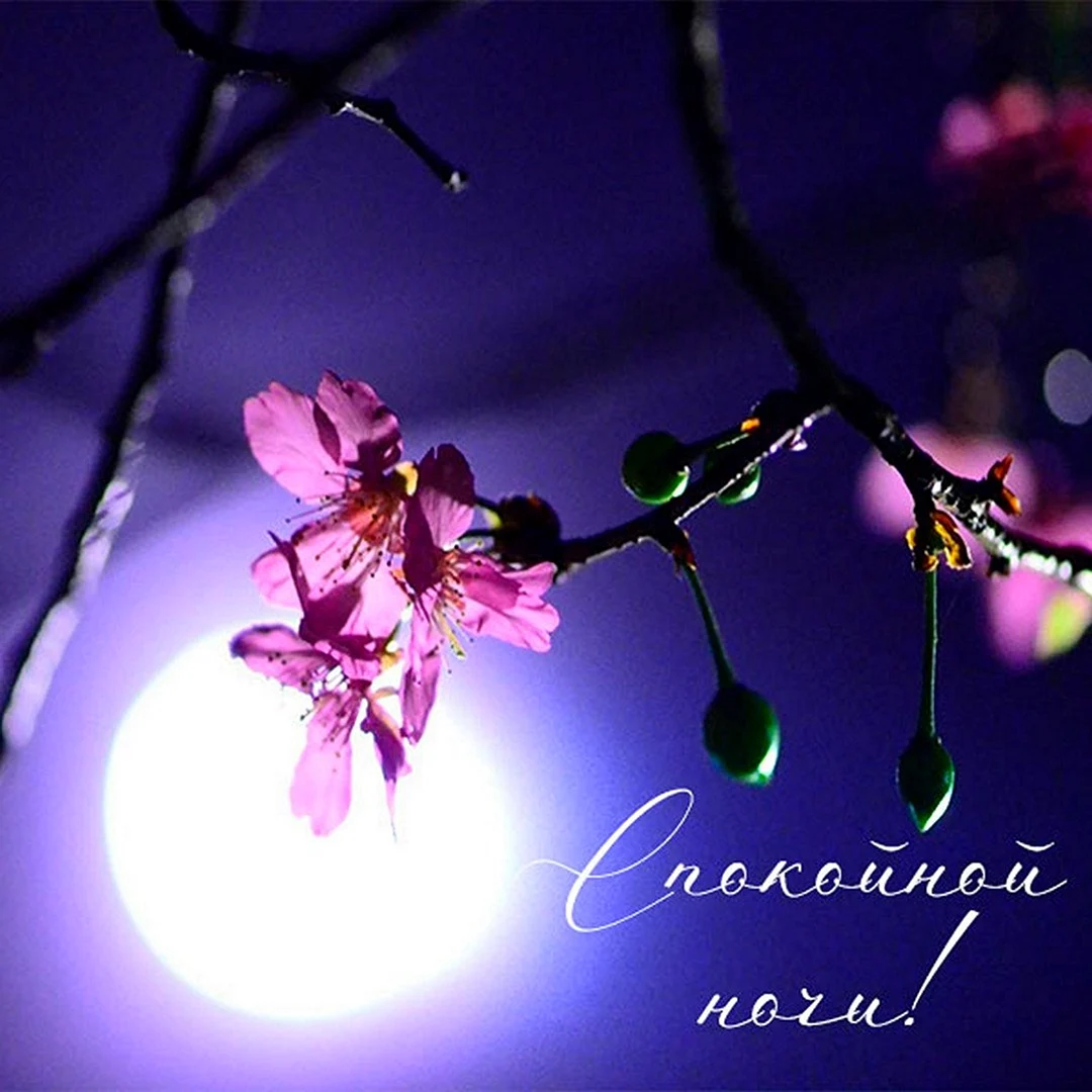 Доброй ночи Весна картинки