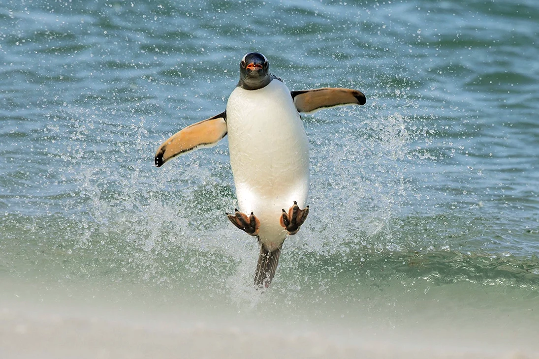 Довольный Пингвин