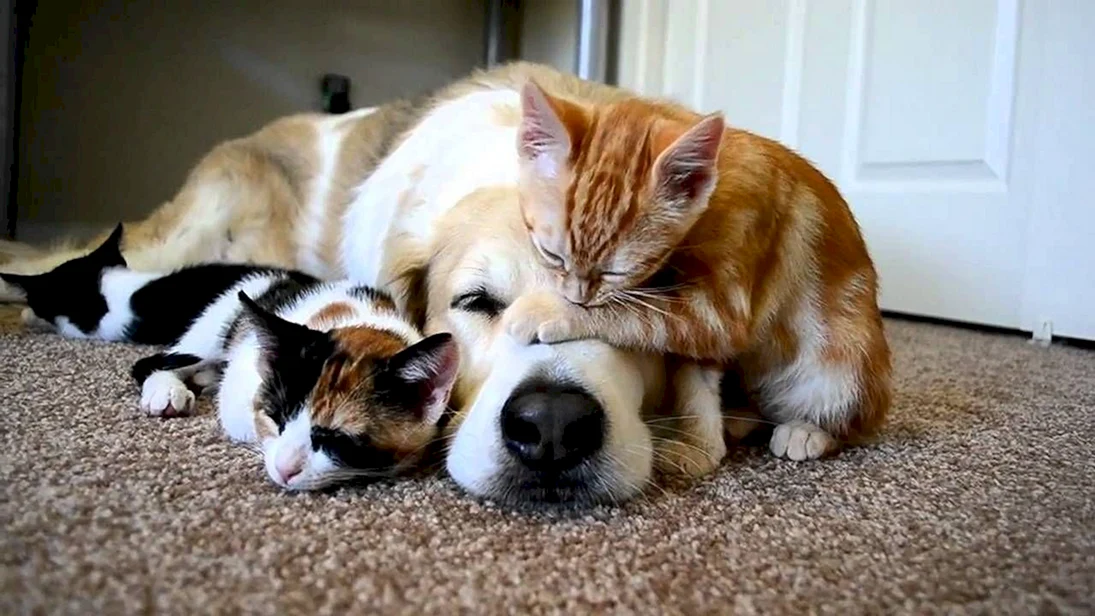 Дружба котов и собак