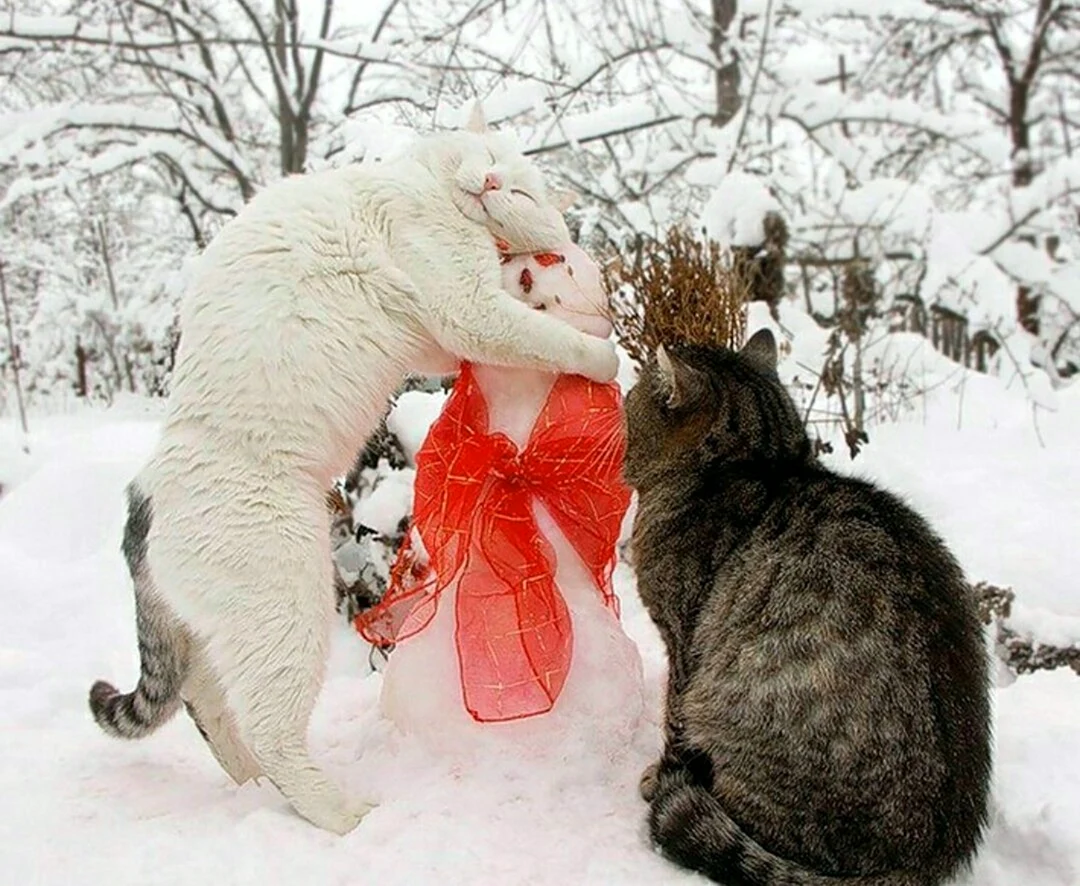 Два котенка в снегу