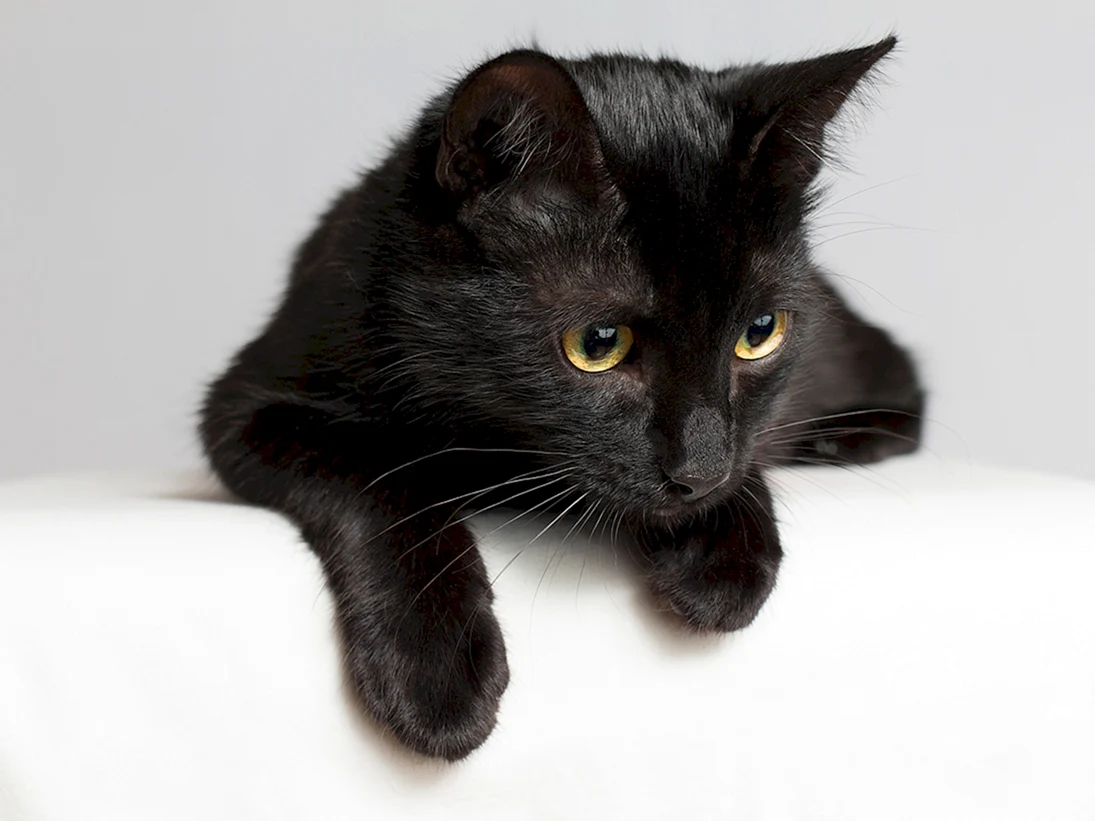 Европейская короткошерстная кошка черная дымчатая