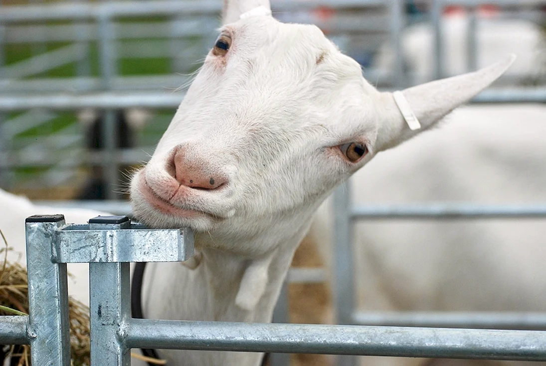 Ферма зааненских коз