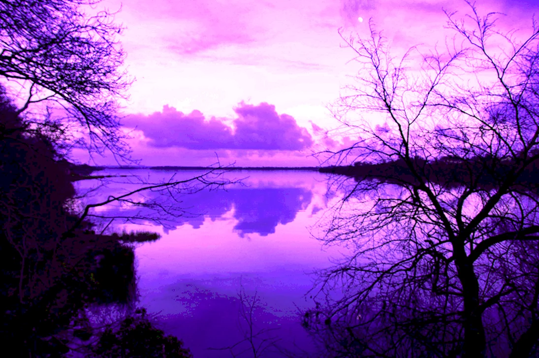 Фиолетовая природа