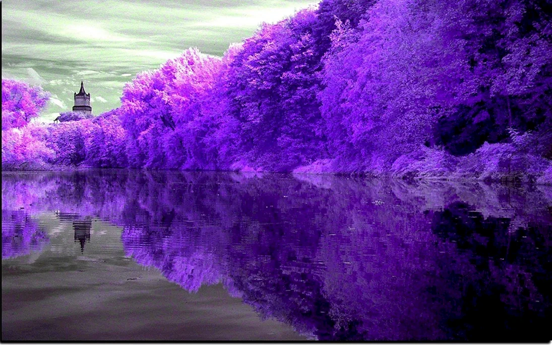 Фиолетовая природа