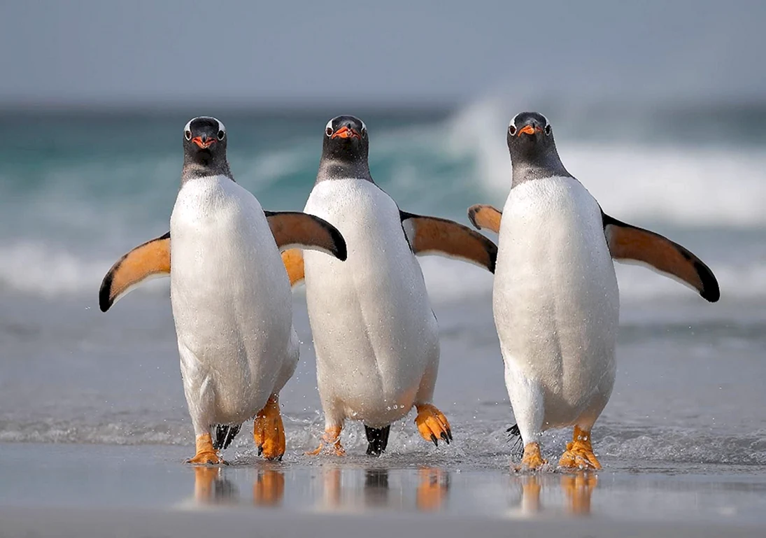 Фолклендские острова папуанские пингвины