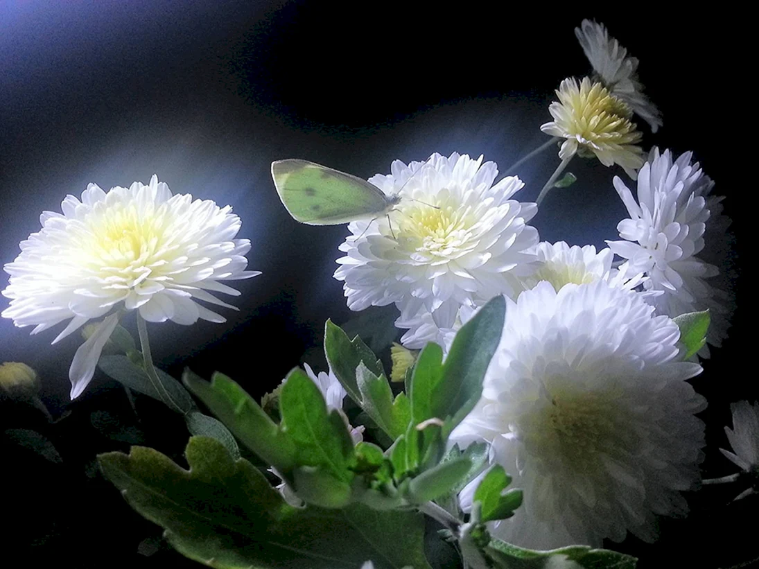 Хризантема белая ночь