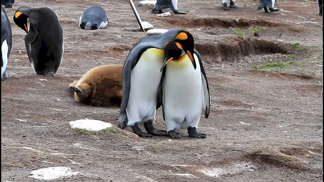 Королевский Пингвин смешной