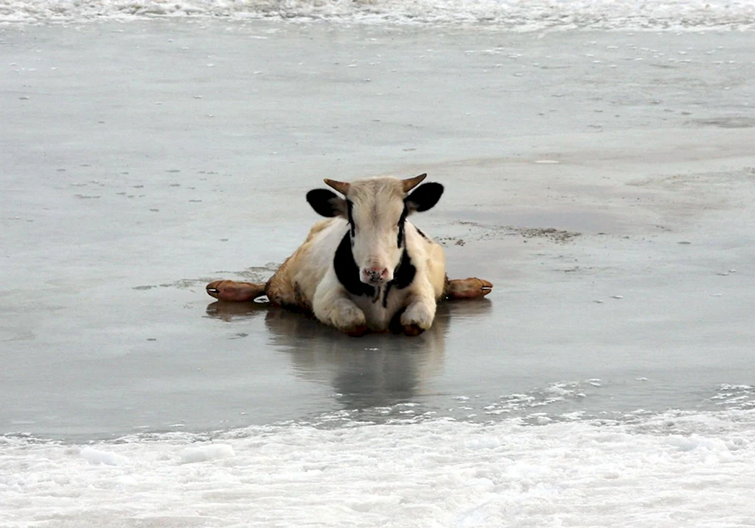 Корова на льду