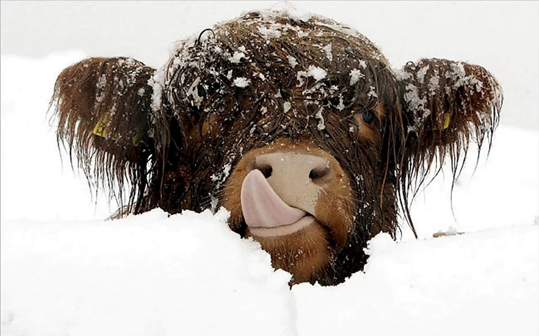Корова в снегу