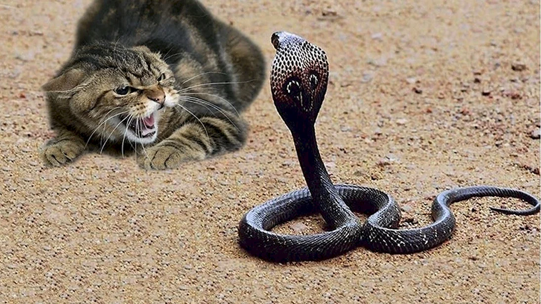 Кошка и змея
