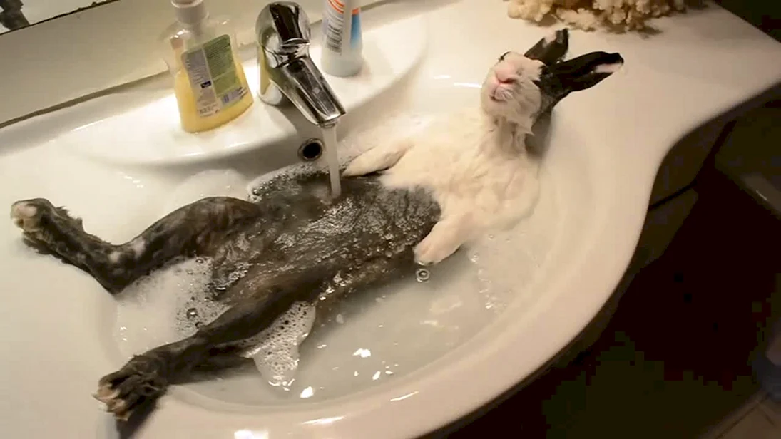Кошка моется в ванной