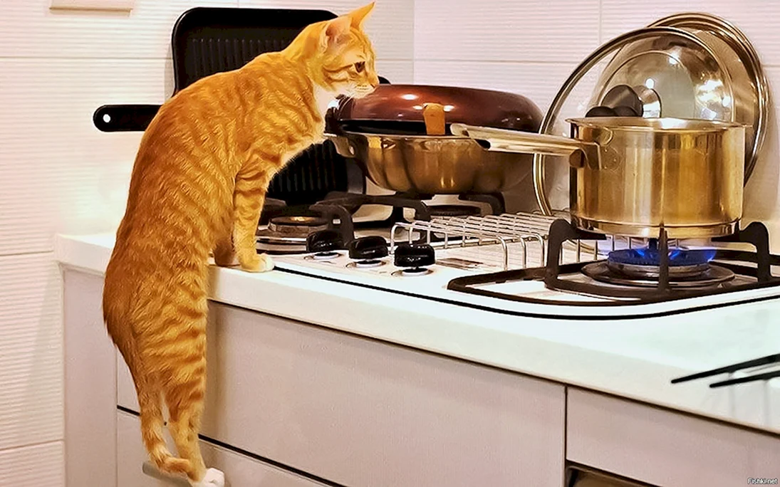 Кошка на кухне