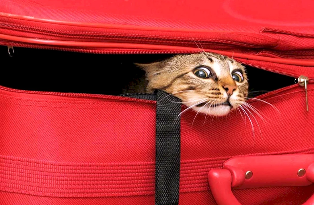 Кошка с чемоданом