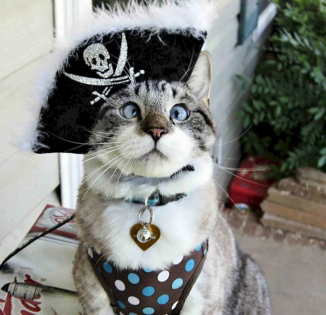 Косоглазый кот пират