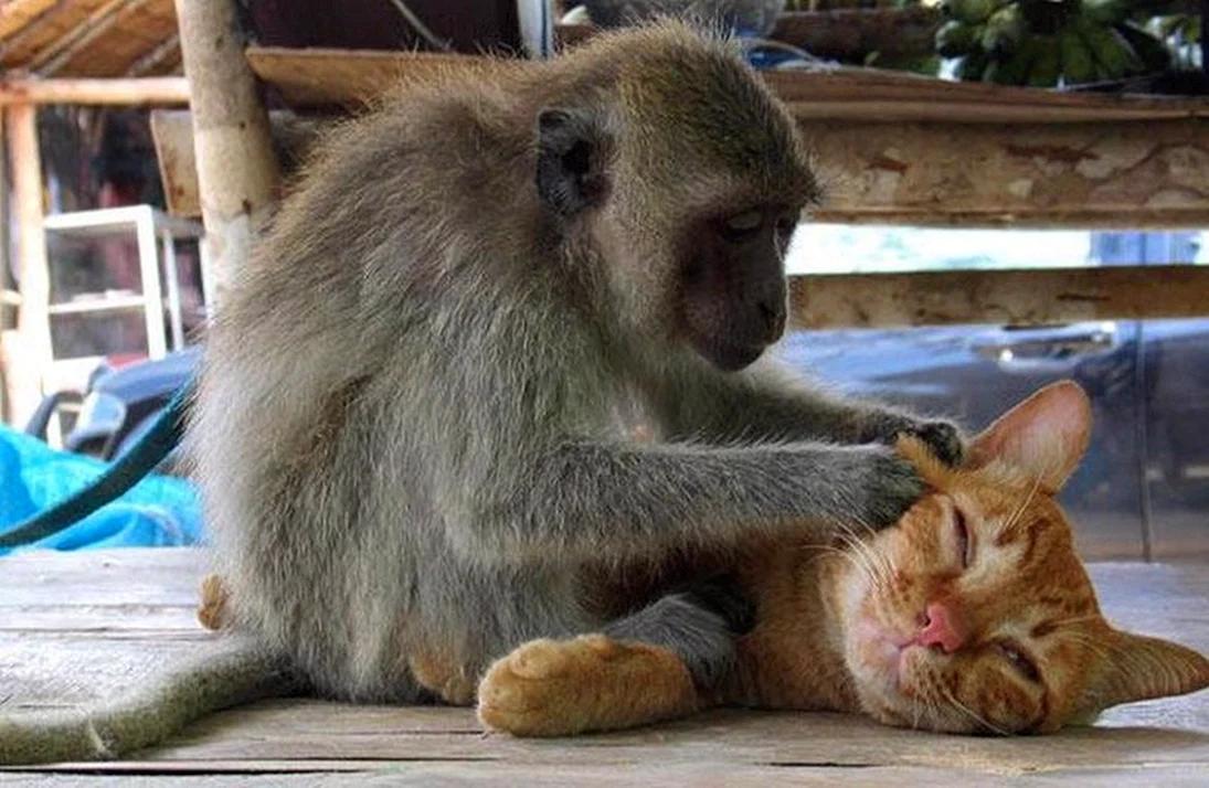 Кот и обезьяна