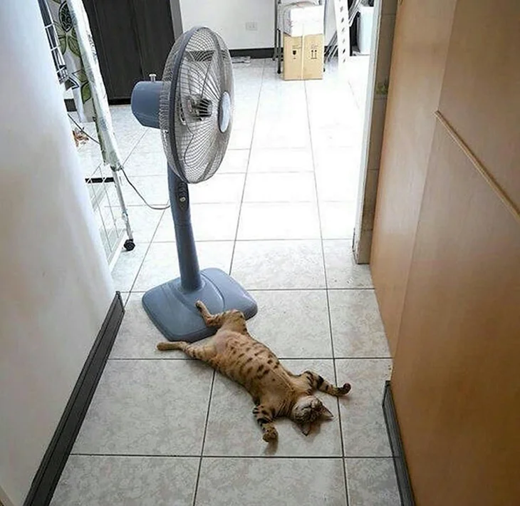 Кот и вентилятор