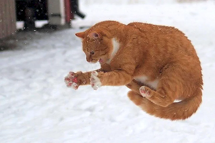 Кот ловит снег