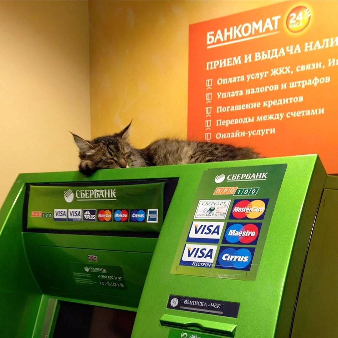 Кот на банкомате
