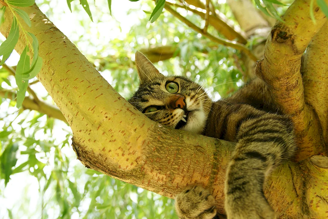 Кот на дереве смешной
