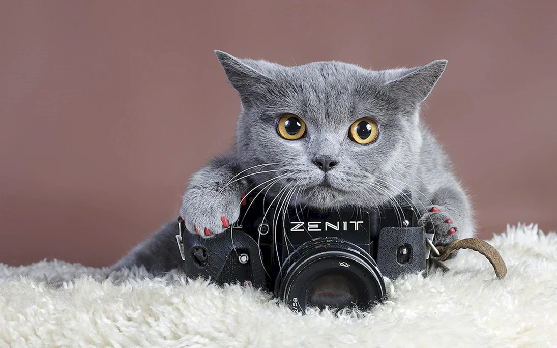 Кот с фотоаппаратом