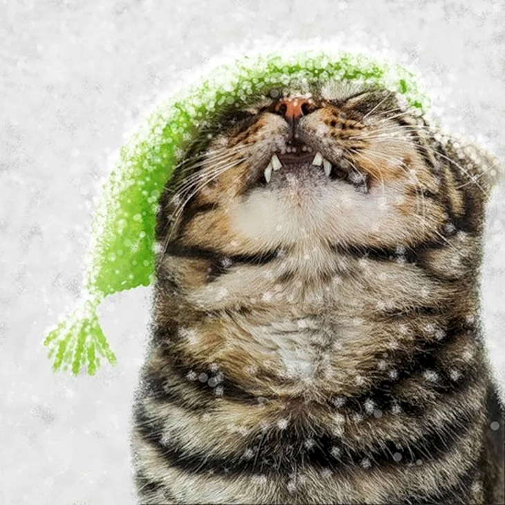 Кот со снежинкой на носу