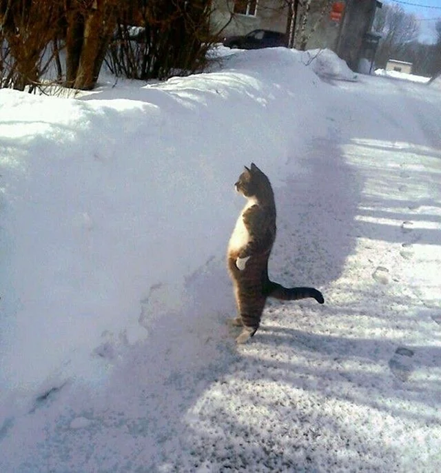Кот стоящий в снегу