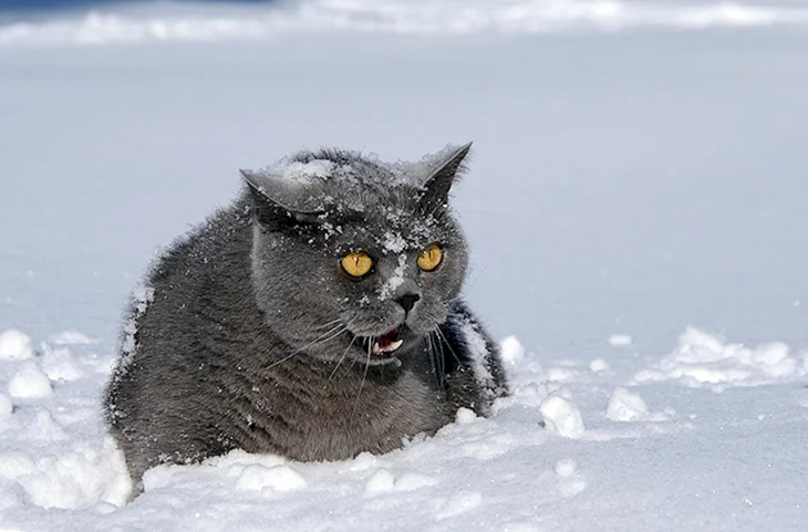 Кот замерз