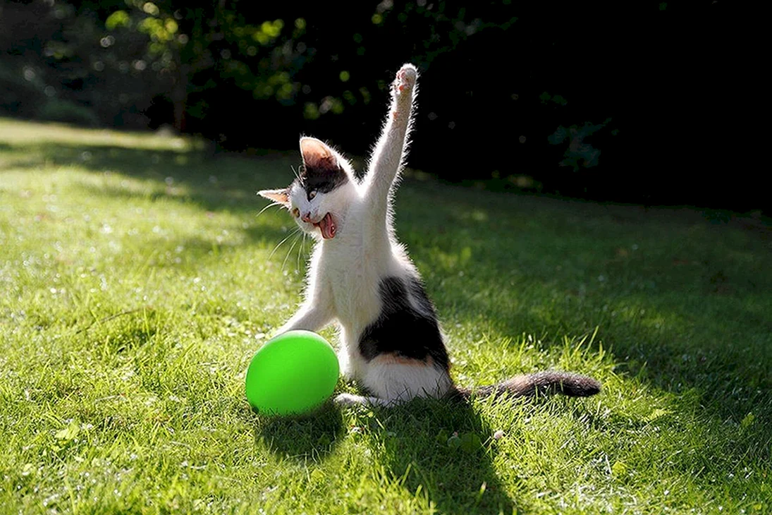 Котенок с мячиком