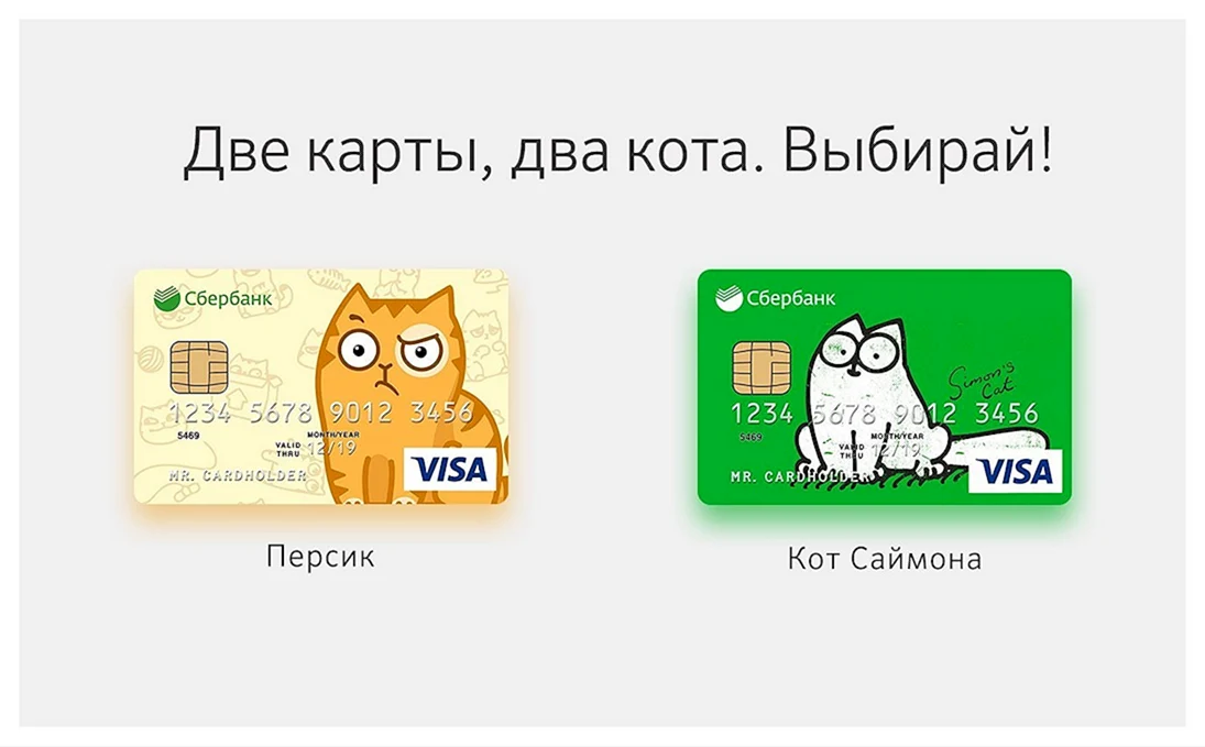 Котик с банковской картой