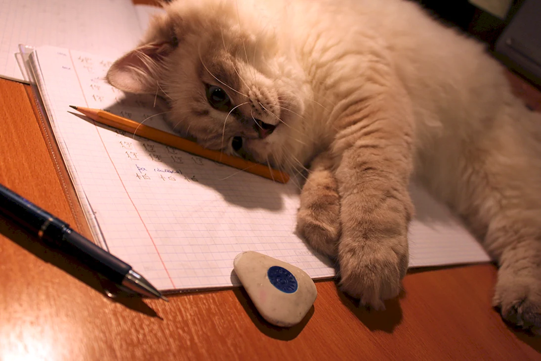 Котик с тетрадкой и ручкой