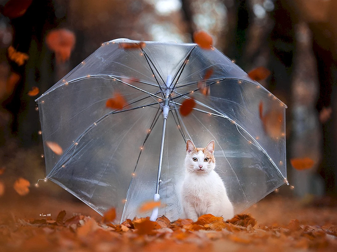 Котик с зонтиком