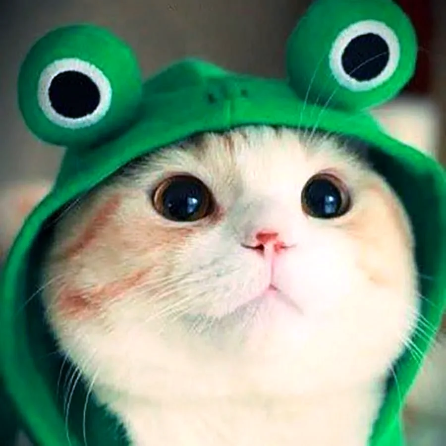 Котик в костюме лягушки