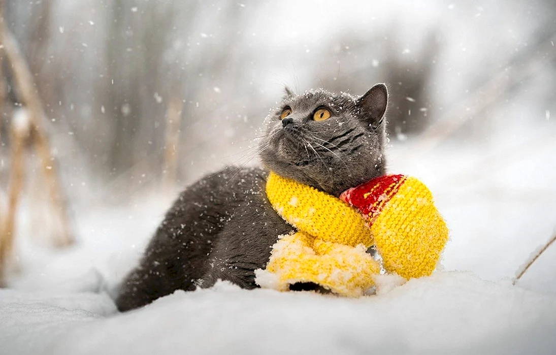 Котик в шарфике зимой