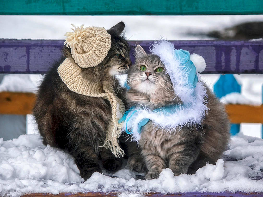 Котики зимой