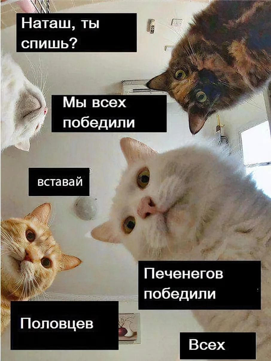 Коты мемы
