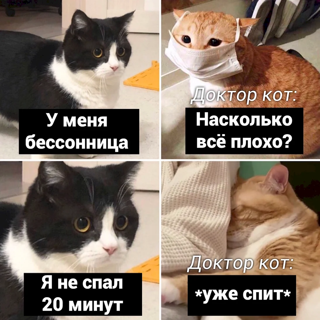 Коты мемы 2020