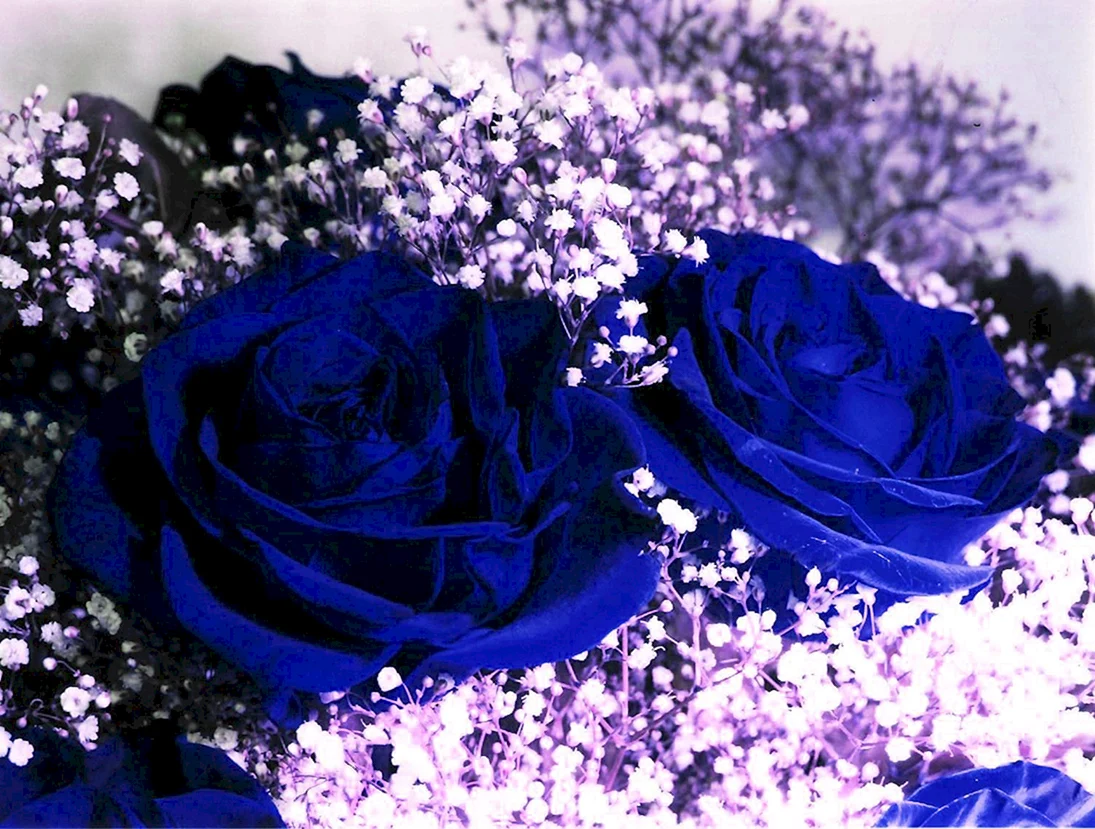 Красивые темно синие цветы