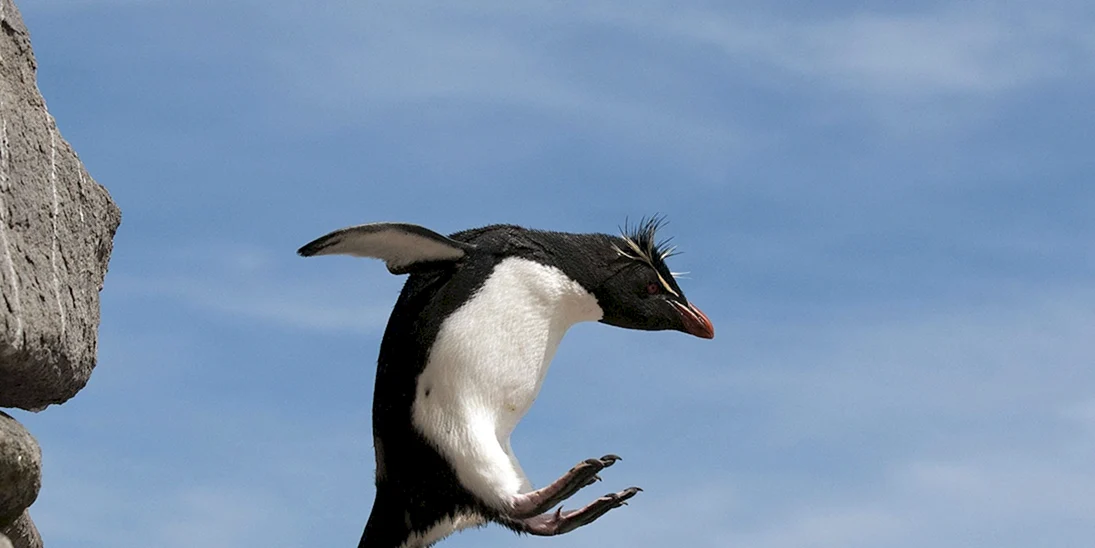 Летающие пингвины bbc