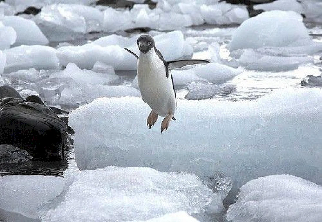 Летающий Пингвин