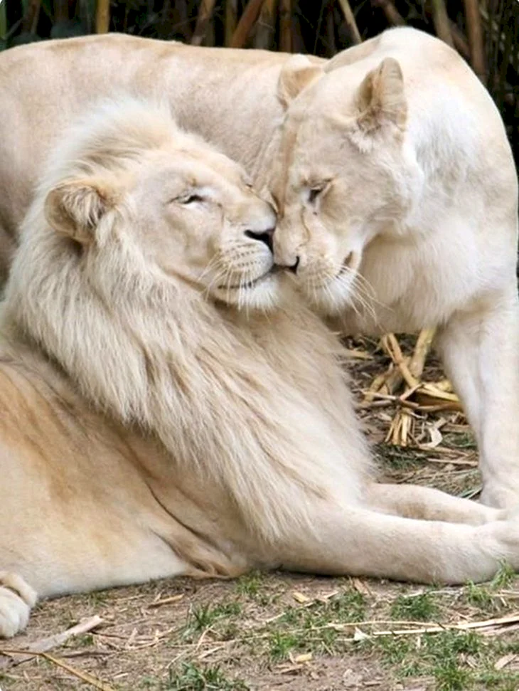 Лев и львица любовь