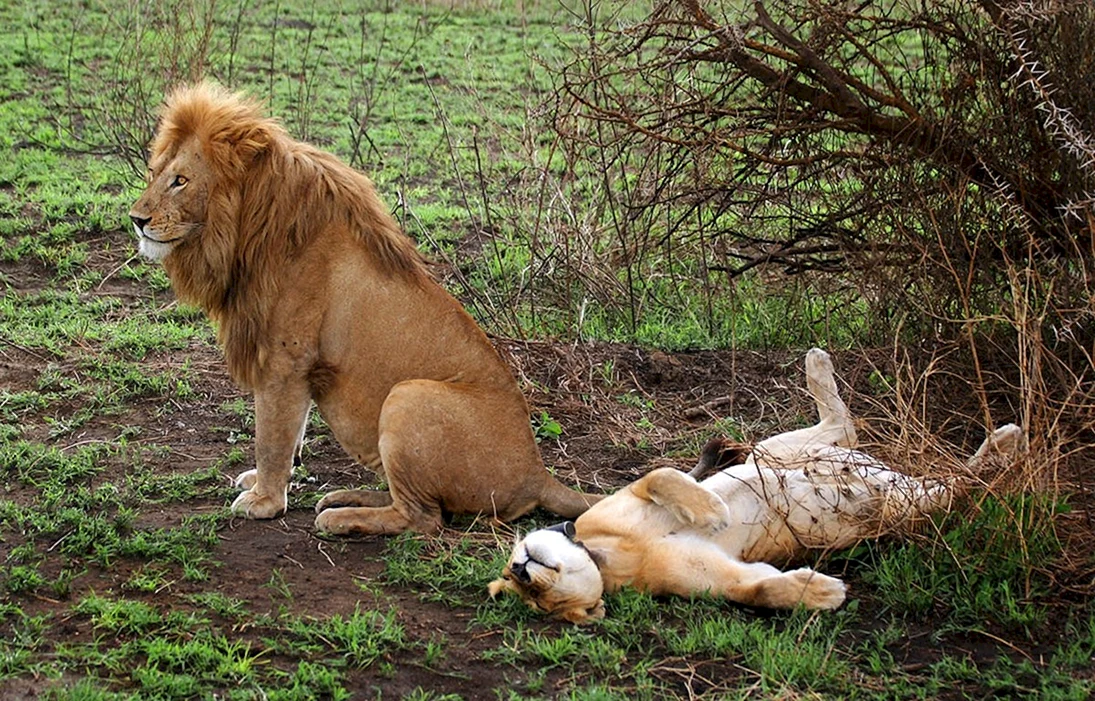 Лев и львица спаривание