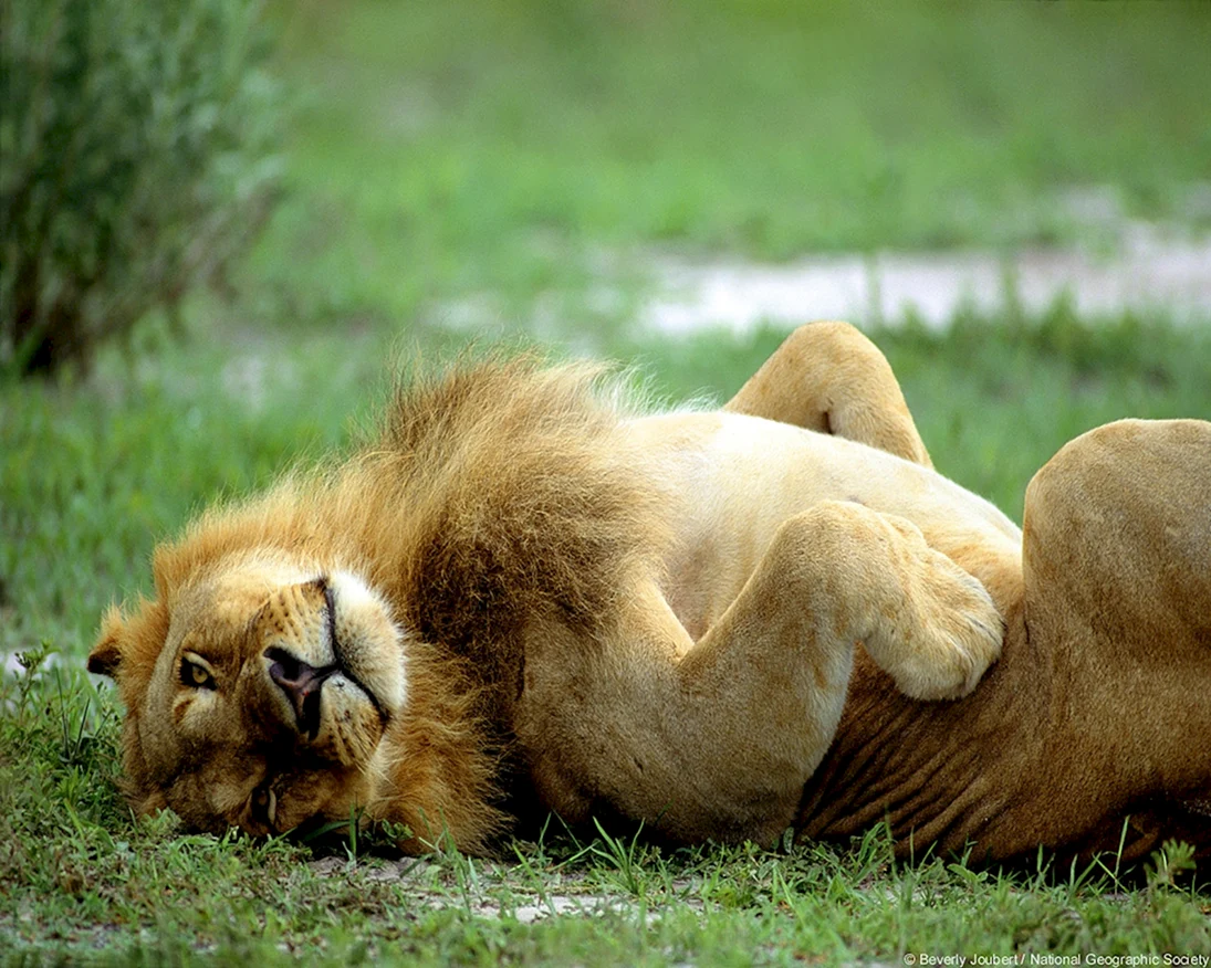 Лев отдыхает