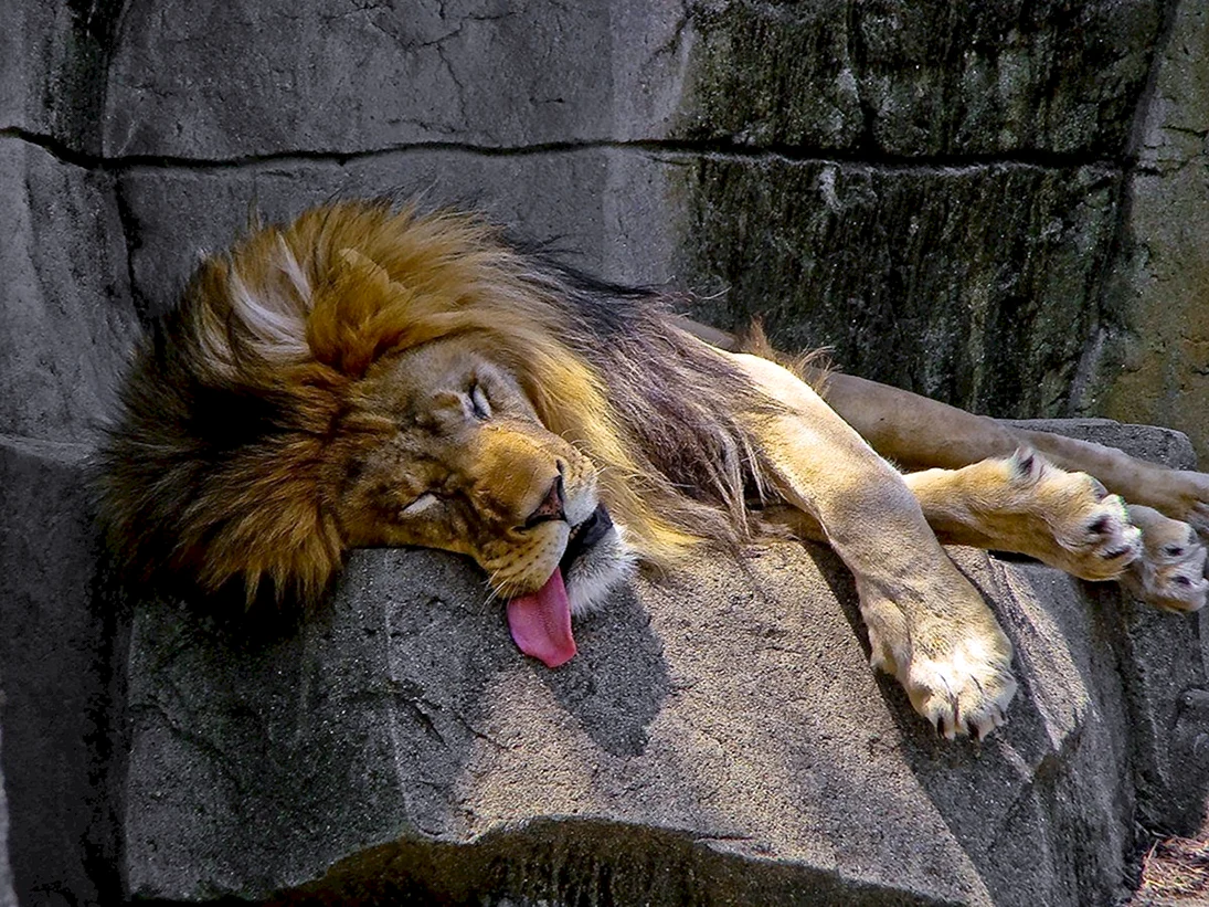 Лев спит