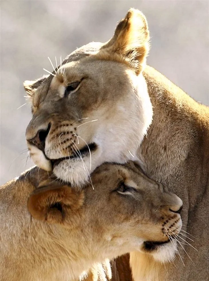 Любовь животных
