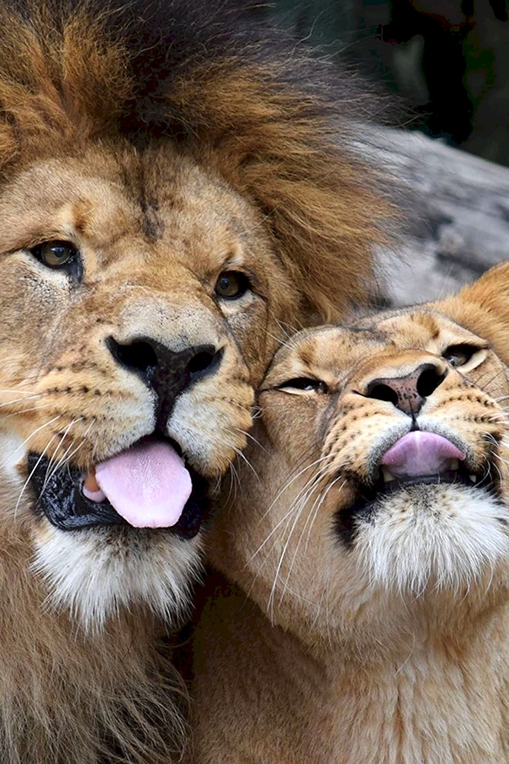Любовь животных Лев и львица